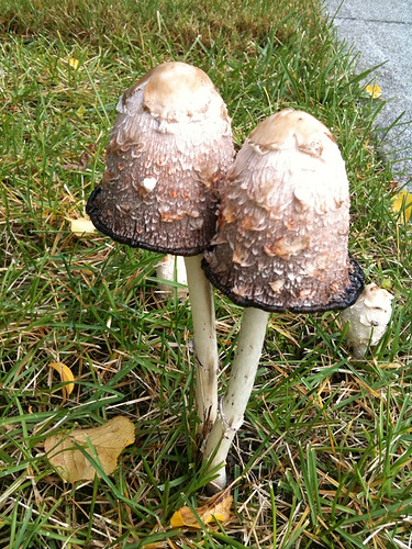 4032533811_e6bd2d3846