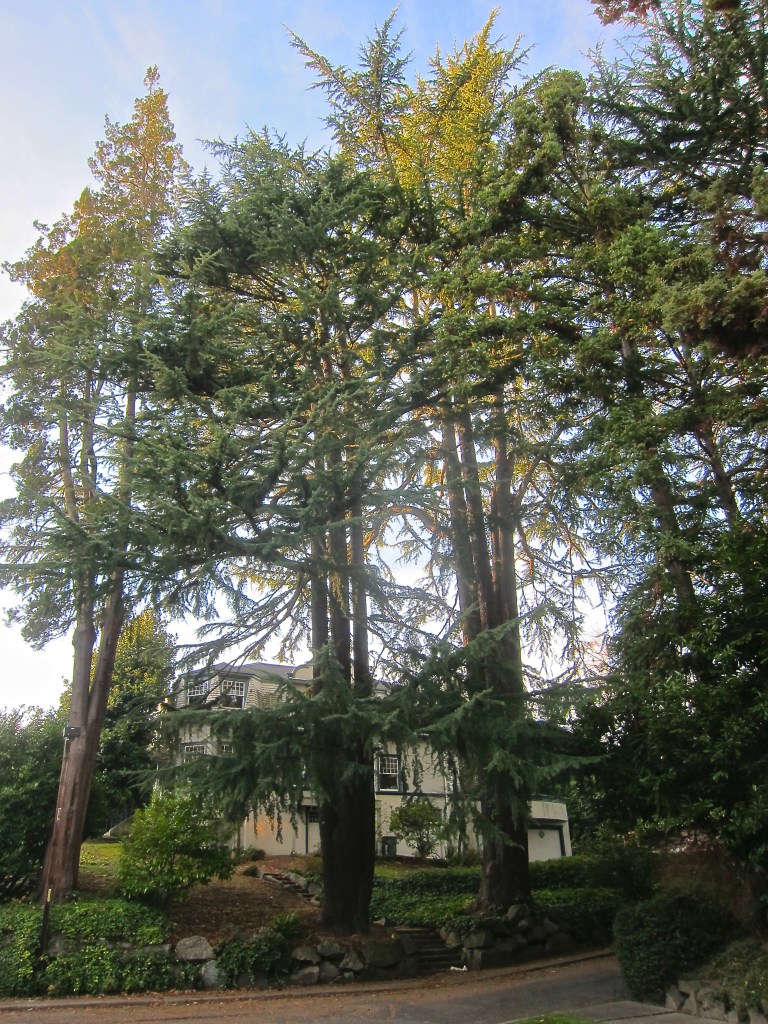 On the chopping block or part of the street appeal of future homes?